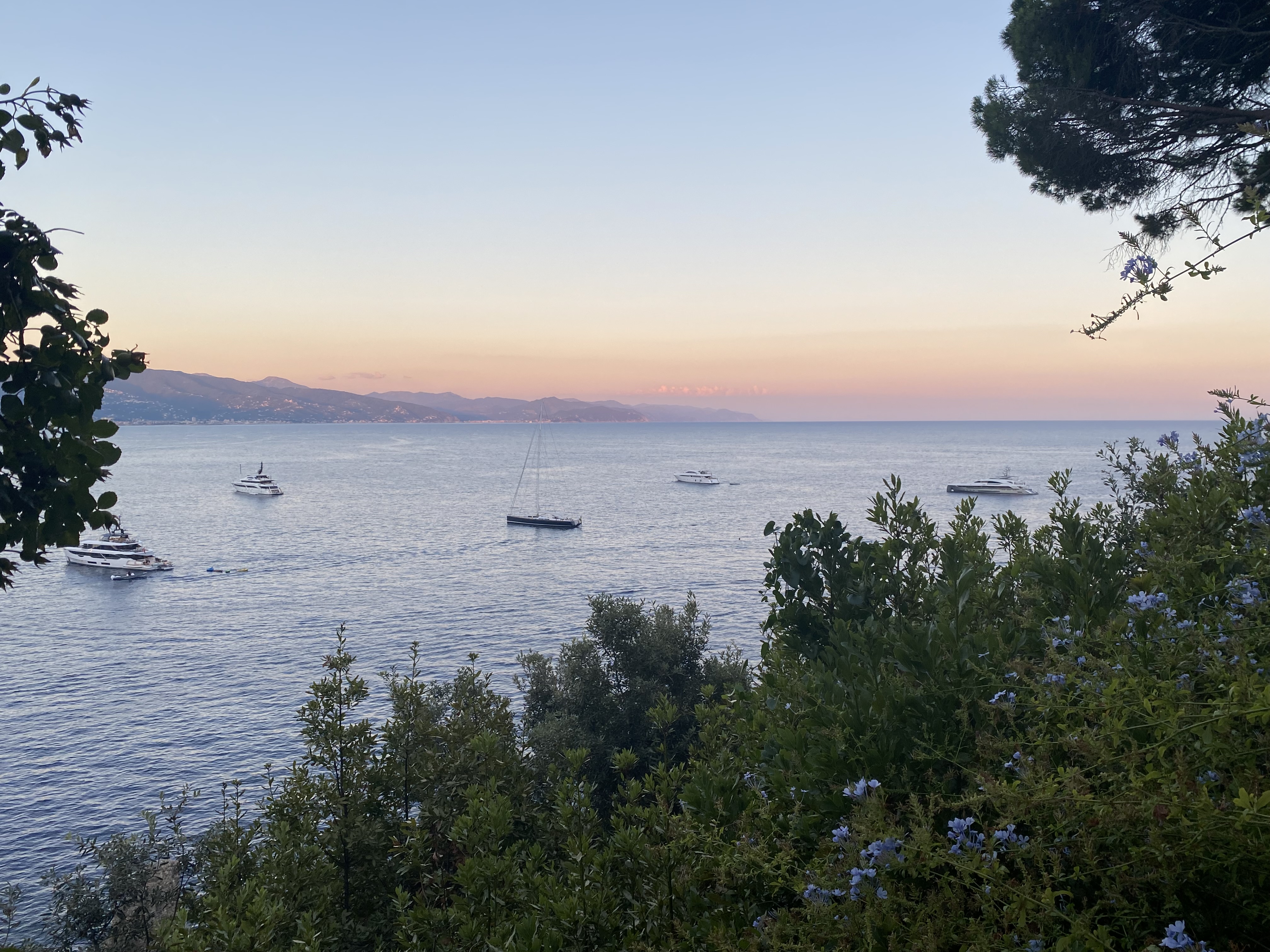 Ligurian sunset over the sea, sailboats anchored in calm water, soft pink light through coastal pines